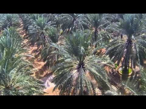 how to harvest date palm fruit