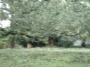 Damage to Houma from Gustave