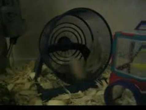 funny hamsters. Funny Hamster Exercise