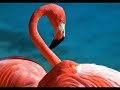 Amazing Pictures Of Birds - Piume e Ali - Foto di Uccelli