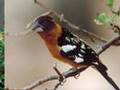 Amazing Pictures Of Birds - Piume e Ali - Foto di Uccelli
