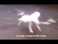 Bull Terrier Miniatura video