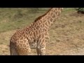 Giraffes Are Back-Cincinnati Zoo Giraffes Are Back-Cincinnati Zoo