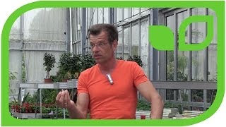 Karl Ploberger über resistente Rosen