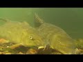Barbel Days & Ways - Buried Pellets