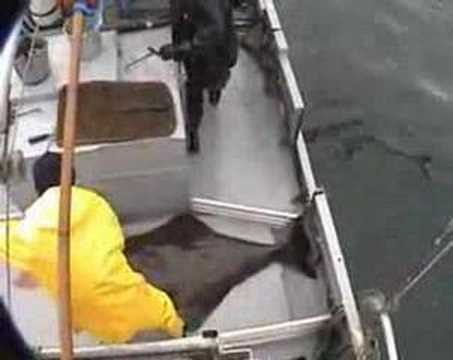 Halibut fishing