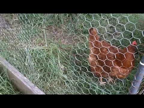 how to treat egg yolk peritonitis in chickens