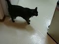 Cat Says Mama Again and Again! LOL!! Cat Says Mama Again and Again! LOL!!