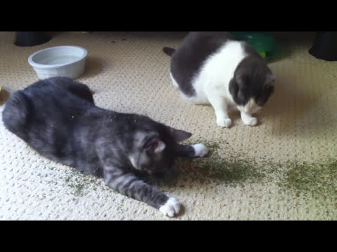 The Effects of Catnip