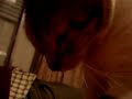 Gatos a fazer massagens