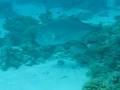 videos de Enorme Carangue
