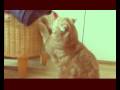 videos de KIKI- An exotic short hair and her addiction to catmint...