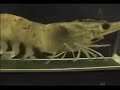 Experimentando con un camar�n en una cinta para correr
