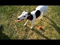 (Vado HD) Lexie's ( The Whippet ) Dog Park Adventure