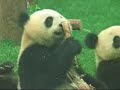 Wolong panda cubs came to Beijing Zoo after 512 earthquake I Wolong panda cubs came to Beijing Zoo after 512 earthquake I