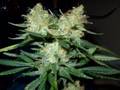 Purple Foam- Gonna Make it Right