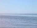 ocean swimming deer
