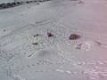 soneca de palmas Pr apavorando na neve