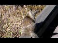 Beechey Ground Squirrel in Cambria, CA