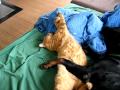 Video, dormire come un... Rottweiler e un gatto