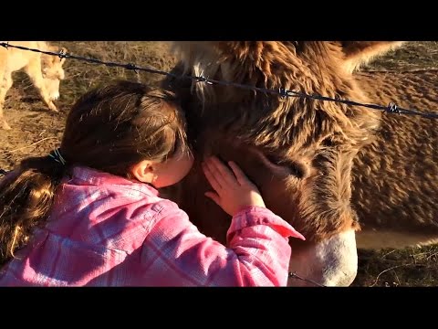 Donkey's For Kids!