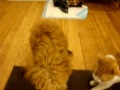 Click here to watch this video For Adoption: Jingles the Wheaten Terrier
