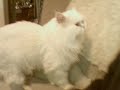 persians;I LOVE THE persians;I LOVE THE