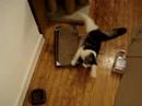LOLCATNIP!