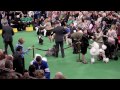 Westminster Dog Show 2012: Day 1 Poodle Shih Tsu (Non-Sporting and Toy Group)