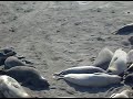 elephant seals