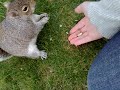 A squirrel eating from my hand in Chester