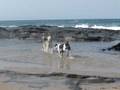 videos de Zach and Kapo at the beach