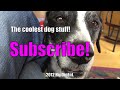 Click here to watch this video Dog Friendly (Canine Thirst Quencher)