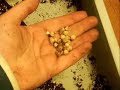 Grow Your Own Bearded Dragon Food.
