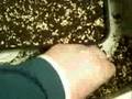Grow Your Own Bearded Dragon Food. (Nasturtium )