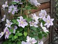 Clematis in Anzegem Clematis in Anzegem