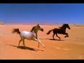 Tribute to horses