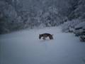 DOGS.wmv