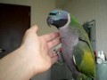 オオダルマインコ チビ 「握手ならいいよ」