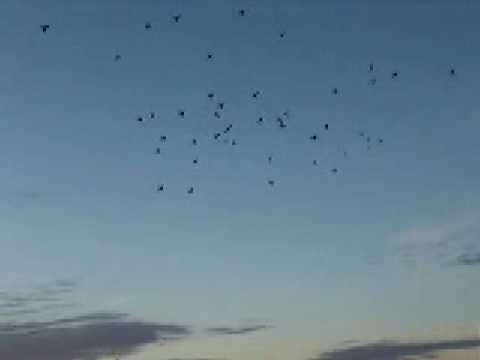 Duck and goose hunting-BIRDTAIL ...