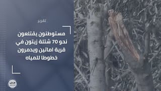 مستوطنون يقتلعون نحو 70 شتلة زيتون في قرية اماتين ويدمرون خطوطا للمياه