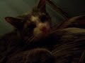 Bleaker and Nuzzles