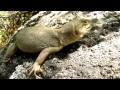 Pristidactylus valeriae