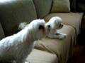 videos de Bailey the Singing Maltese