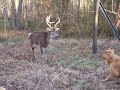doggone mr  deer part ii