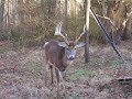 doggone mr  deer part ii