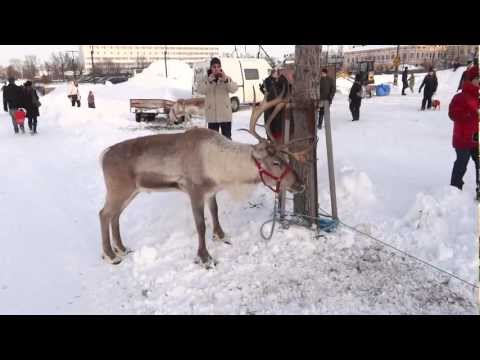 Reindeer eating