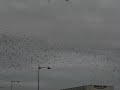 Lacher de pigeons voyageurs à Laon le 16/05/2009 à 7h30. 20 000 pigeons direction la Hollande !