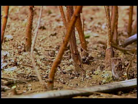 how to transplant raspberry bushes