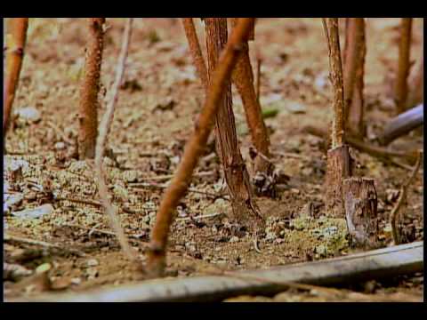 how to transplant autumn raspberries